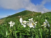 39 'Sfilata' di narcisi in Linzone